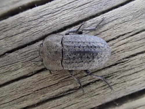 Réf. 203 046 : Opatrum sabulosum